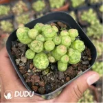 Cactus-Mammillaria bocasana cv.Fred Cristata