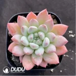 Echeveria Gothic