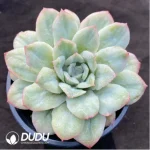 Echeveria Angel Rose