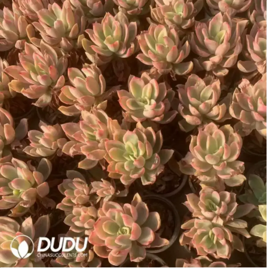 1-117.webp Echeveria Joy Variegated - Image 1