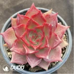 Echeveria Summer Beauty