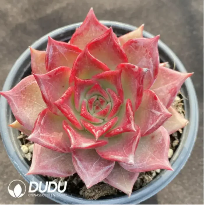 Echeveria Summer Beauty - Image 1