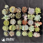 Blind Box Of 90-110mm Echeveria Set (50Pcs) Moq1