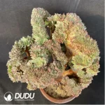 Aeonium Halloween Yellow Variegated Clustering