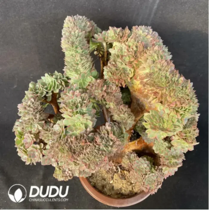 1-1173.webp Aeonium Halloween Yellow Variegated Clustering - Image 1