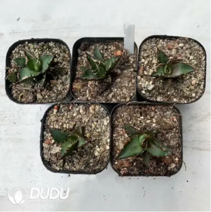 1-1178.webp Parodia schumanniana Cristate - Image 1