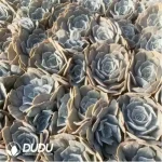 Echeveria Marvel Variegated