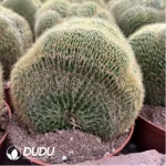 Parodia schumanniana Cristate