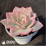 Echeveria Pink Harry Variegated