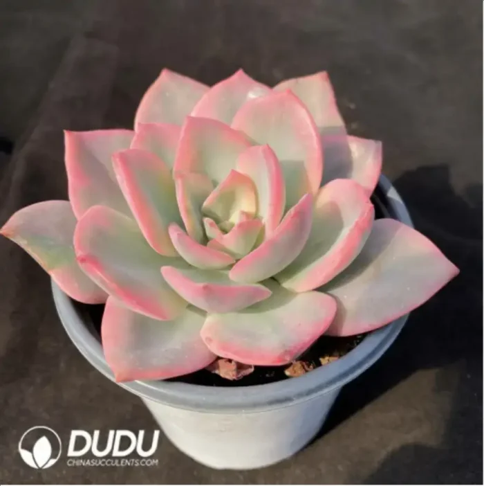 Echeveria Pink Harry Variegated - Image 1