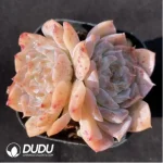 Echeveria Little Flower Double Heads