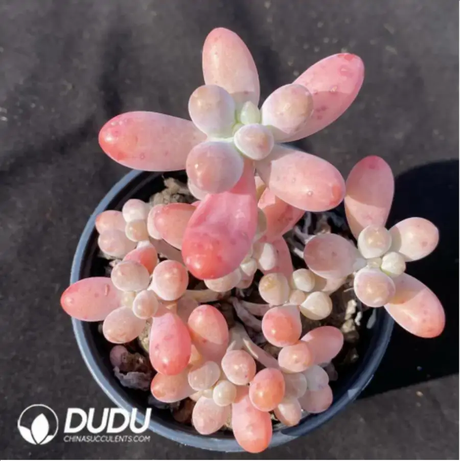 1-1190.webp Sedum Big Star Clustering - Image 1