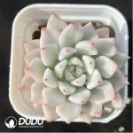 Echeveria Ice Beauty Variegated