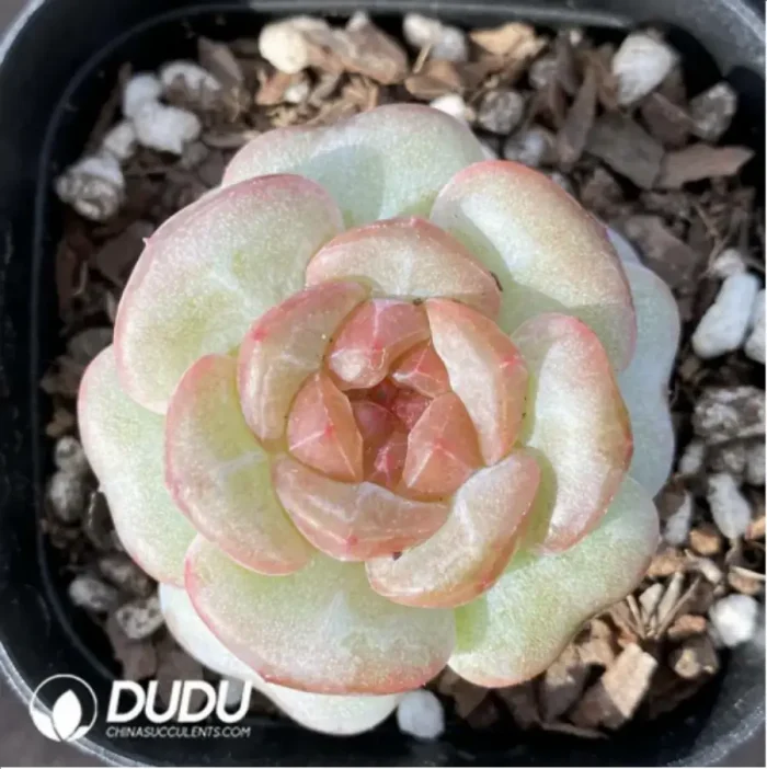 1-1192.webp Echeveria 0005Impatiens - Image 1