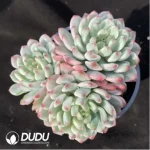 Echeveria cv. blue apple variegated Clustering