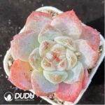 Echeveria White porcelain