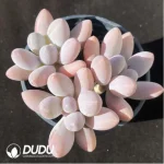 Pachyphytum Beauty Finger