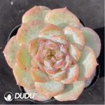 Echeveria Lychee Powder