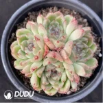 Echeveria Black Sand Beach Clustering