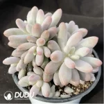 Pachyphytum Pink Lover Clustering