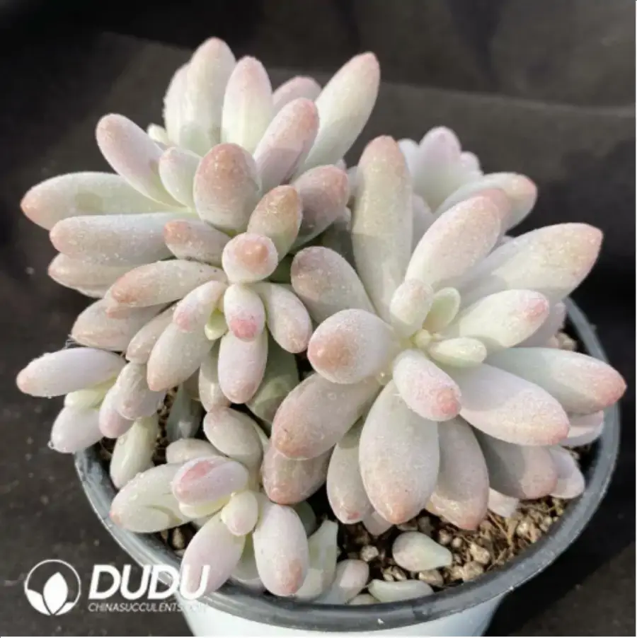 1-1203.webp Pachyphytum Pink Lover Clustering - Image 1