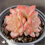 Echeveria Star Jenny Clustering