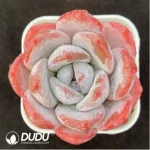 Echeveria Frosty Bloom