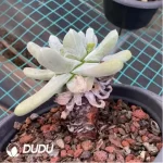 Dudleya Thumb