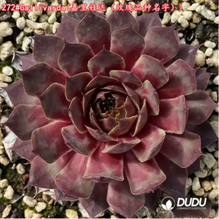 1-1245.webp Sempervivum Gallivarda - Image 1