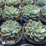 Echeveria Rain drops variegated