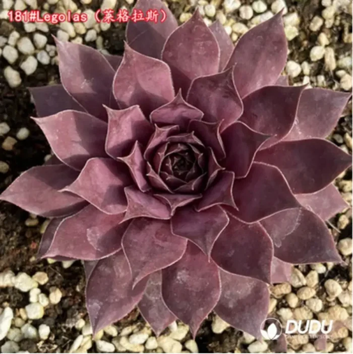1-1285.webp Sempervivum Legolas - Image 1