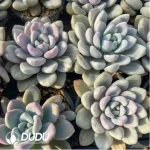 Graptoveria'Opalina’Watermelon Variegated