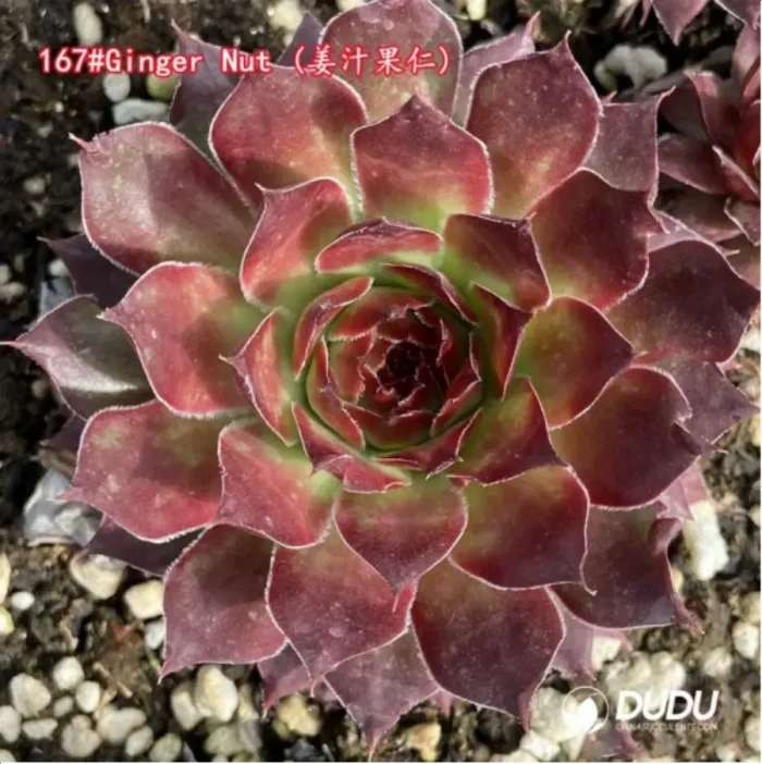 1-1297.webp Sempervivum Ginger Nut - Image 1