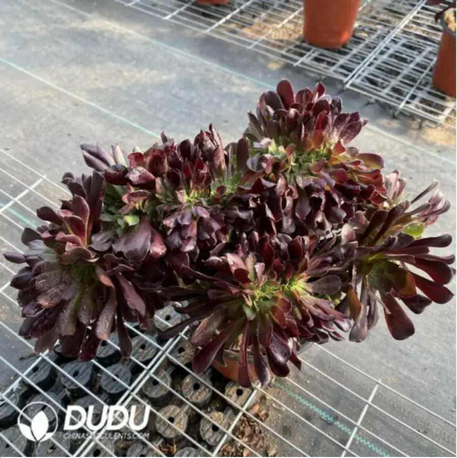 1-13.webp Aeonium Arboreum Velour European NO.8 - Image 1