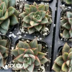 Echeveria Monocerotis Variegated