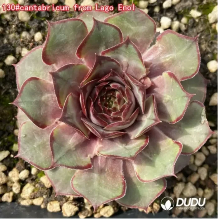 1-1315.webp Sempervivum cantabricum from Lago Enol - Image 1