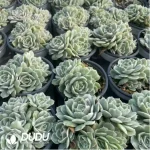 Echeveria onslow variegated clustering