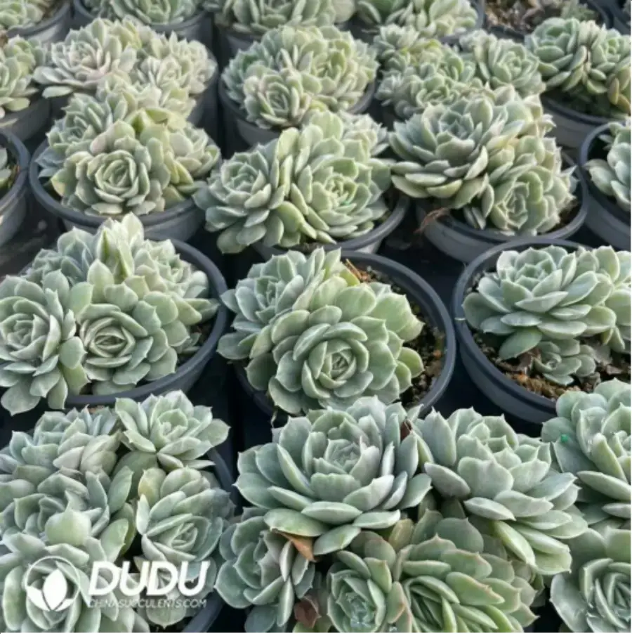 1-132.webp Echeveria onslow variegated clustering - Image 1