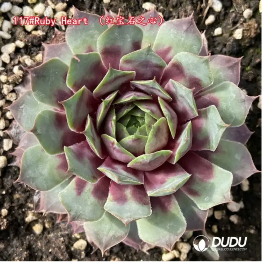 1-1323.webp Sempervivum Ruby Heart - Image 1