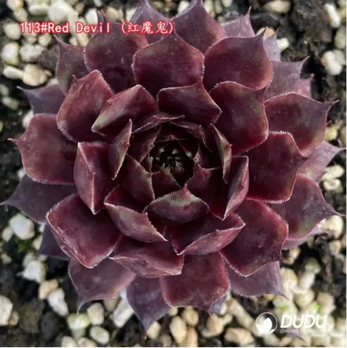 1-1331.webp Sempervivum Red Devil - Image 1