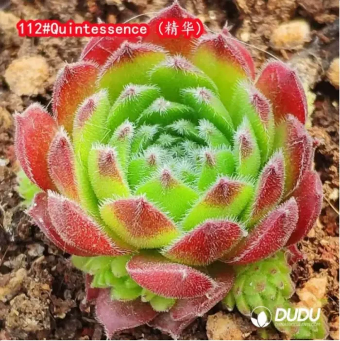 1-1332.webp Sempervivum Quintessence - Image 1