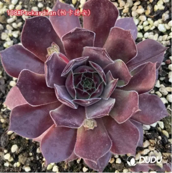 1-1338.webp Sempervivum Packardian - Image 1