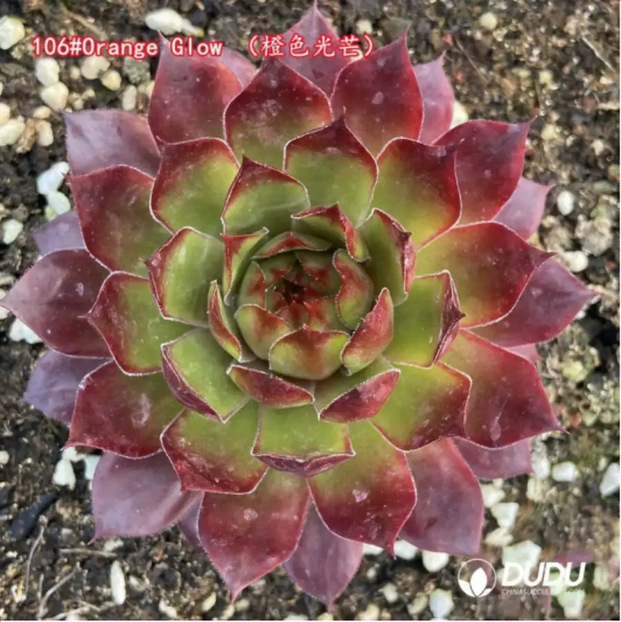 1-1339.webp Sempervivum Orange Glow - Image 1