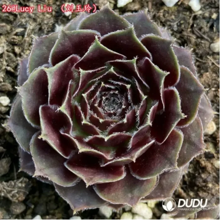 1-1345.webp Sempervivum Lucy Liu - Image 1
