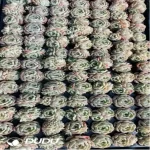 105Pcs/Tray Echeveria Melt Crystal Seedlings(Mix & Match 5+)