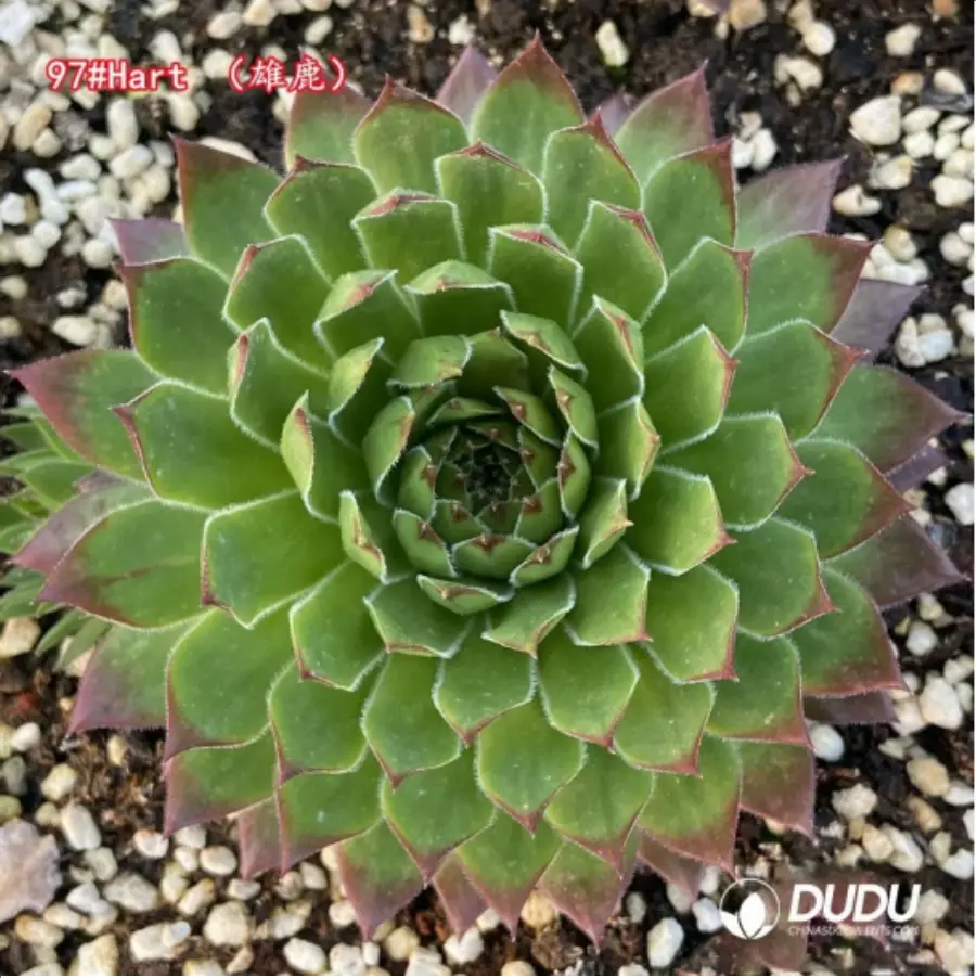 1-1350.webp Sempervivum Hart - Image 1