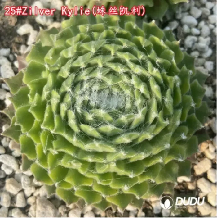 Sempervivum Zilver Kylie - Image 1