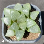 Haworthia Black Lady