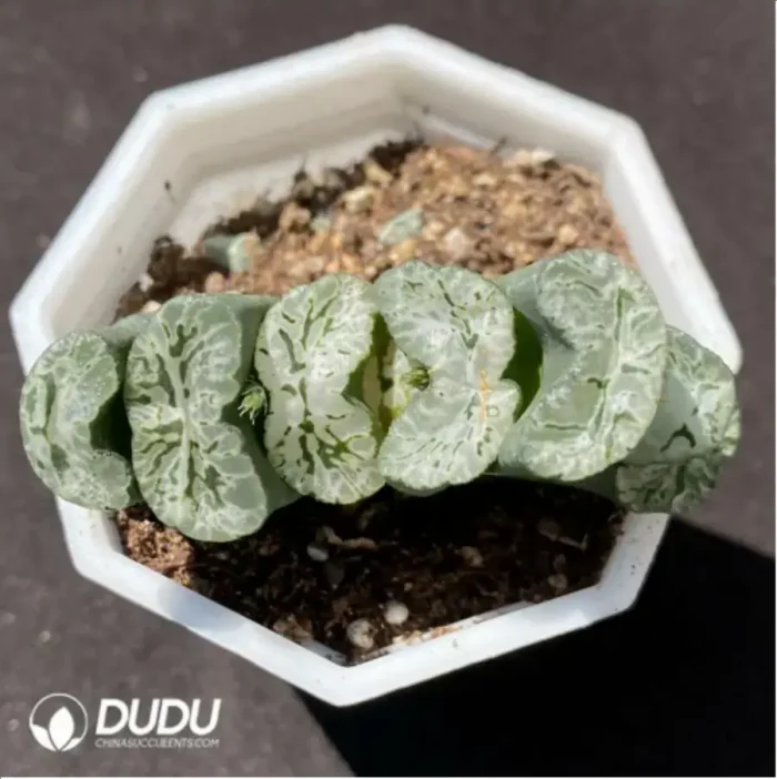 1-1361.webp Haworthia Echinocereus blanckii - Image 1