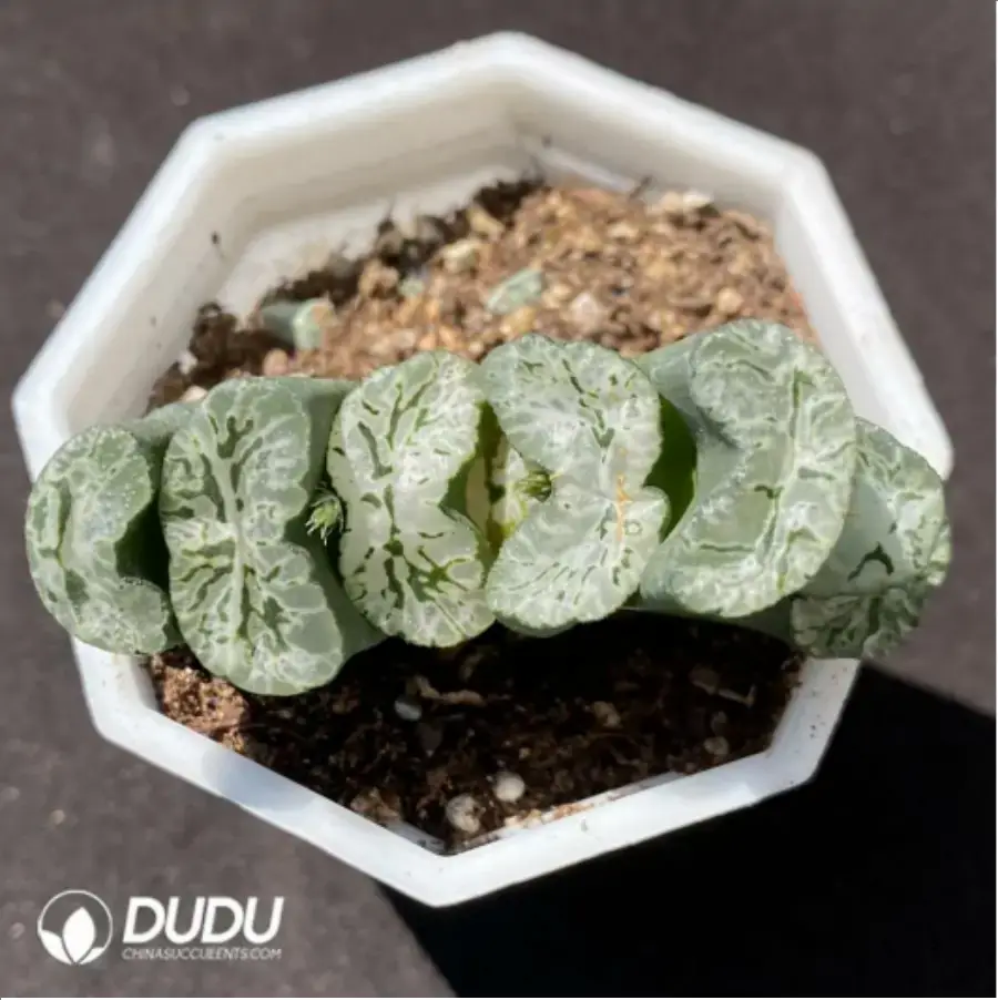 1-1361.webp Haworthia Echinocereus blanckii - Image 1